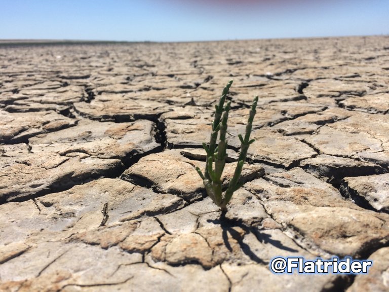 Lonely Seaweed.JPG