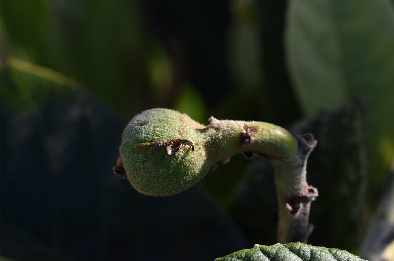 loquat fruits young 2.jpg