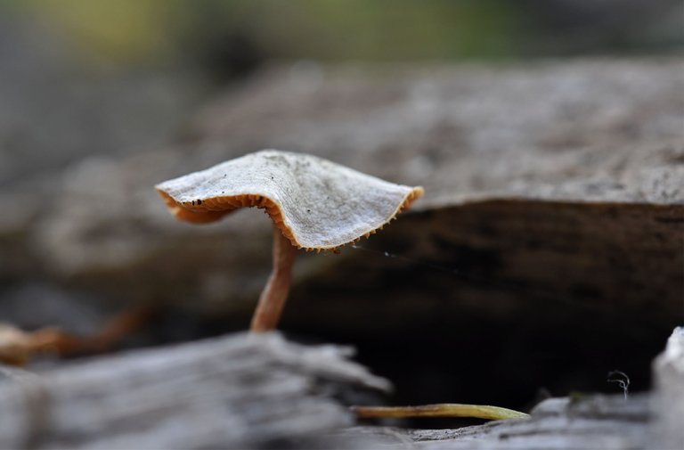 mushrooms bark chips 4.jpg