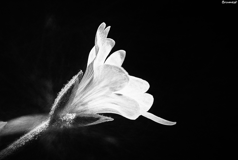 P1780812-CH-SDS-2-ST.png