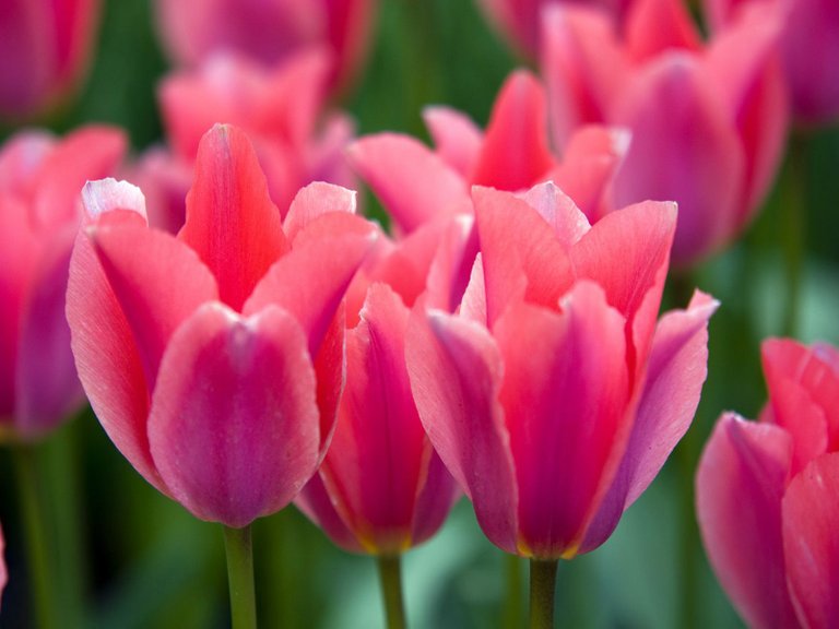 Red_Tulips_at_bloom.jpg