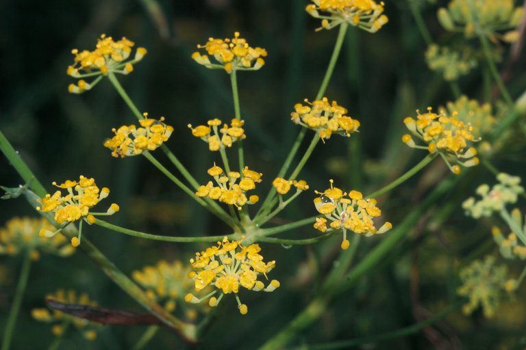 phoeniculum vulgare.jpg