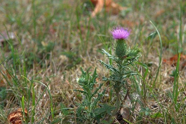 thistle-3621989_640.jpg