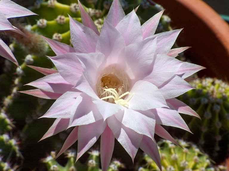 echinopsis-2402698_1920.jpg