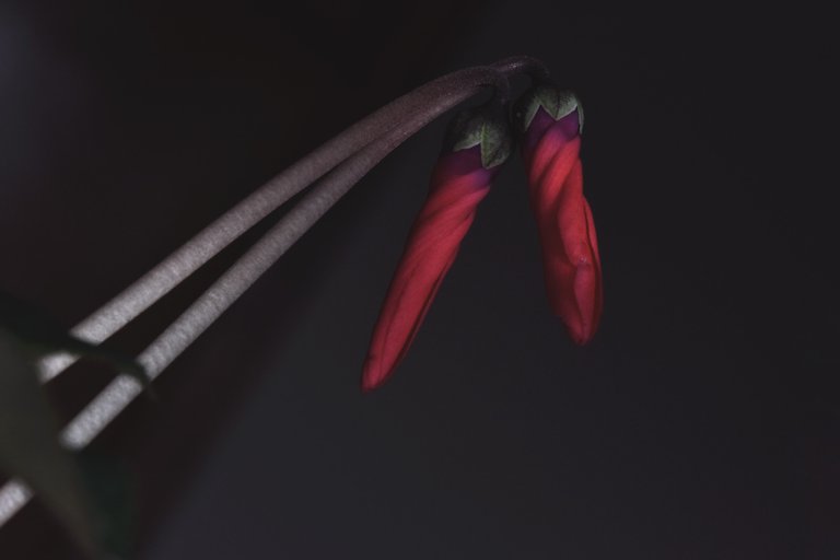 Cyclamen buds 1.jpg