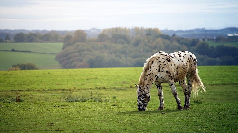 horse_3799337_960_720.jpg