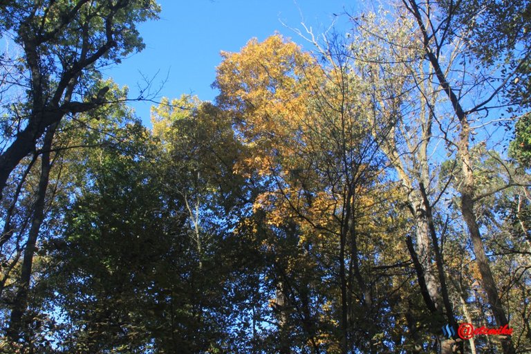 forest trees fall fall-colors fontenelle-forest Fall02044.jpg