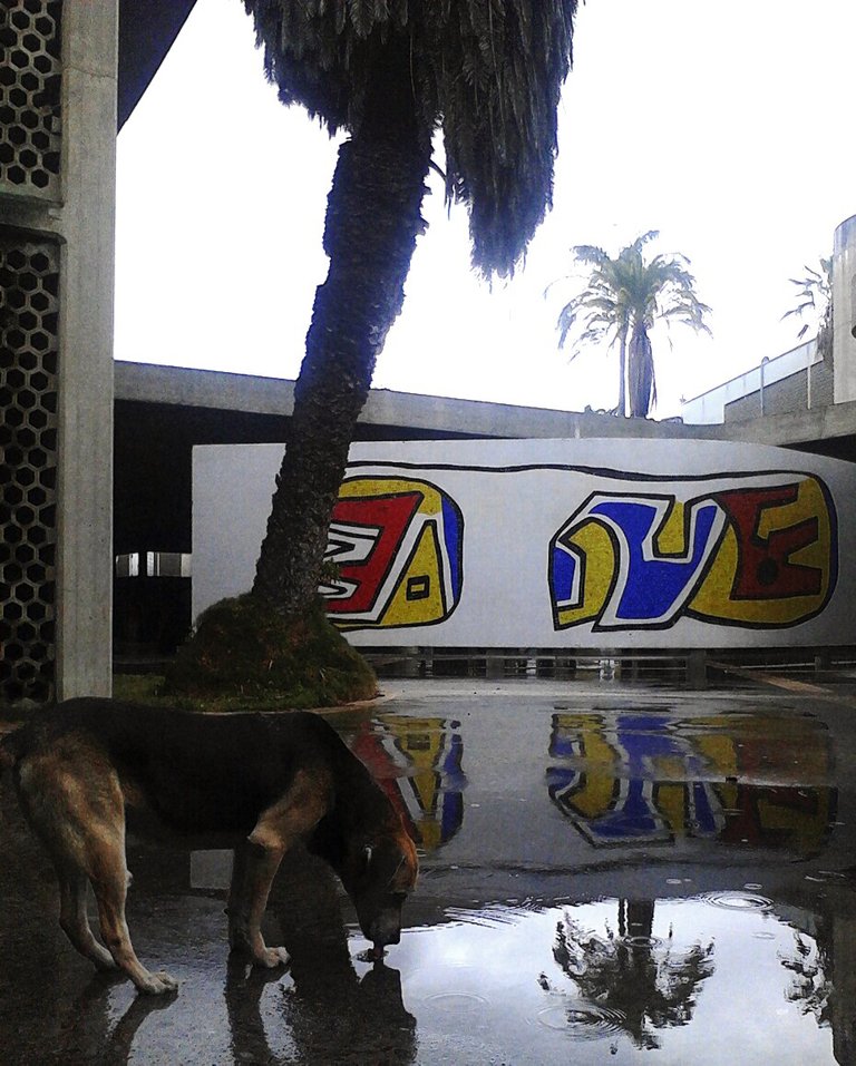 perro tomando agua ucv.jpg