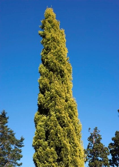 Cupressus-semp.-Swane’s-Gold-Golden-Italian-Cypress.jpg