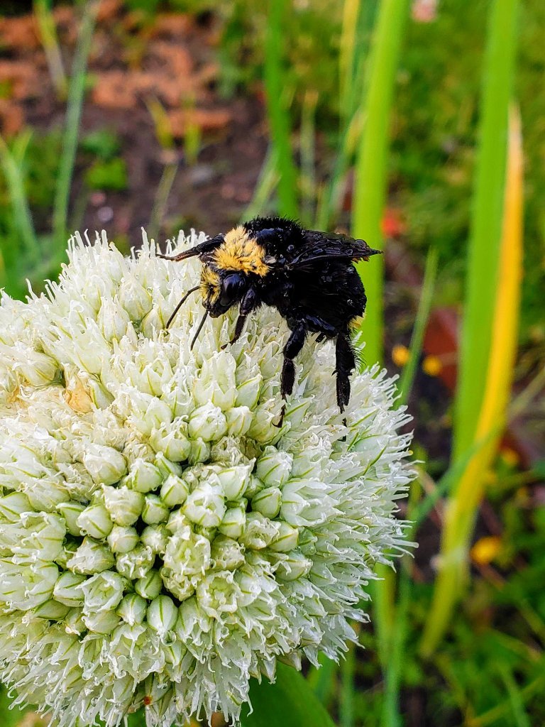 beeOnOnionFlower.jpg