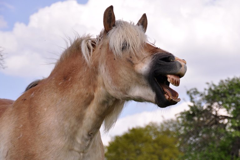 animal-wildlife-pasture-horse-brown-mammal-1339112-pxhere.com.jpg