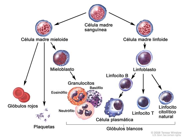 mieloma 4 células sanguíneas.jpg