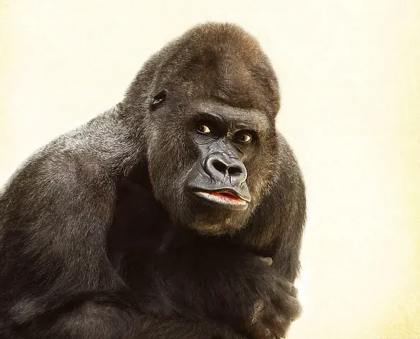 gorilla-448731__480.webp