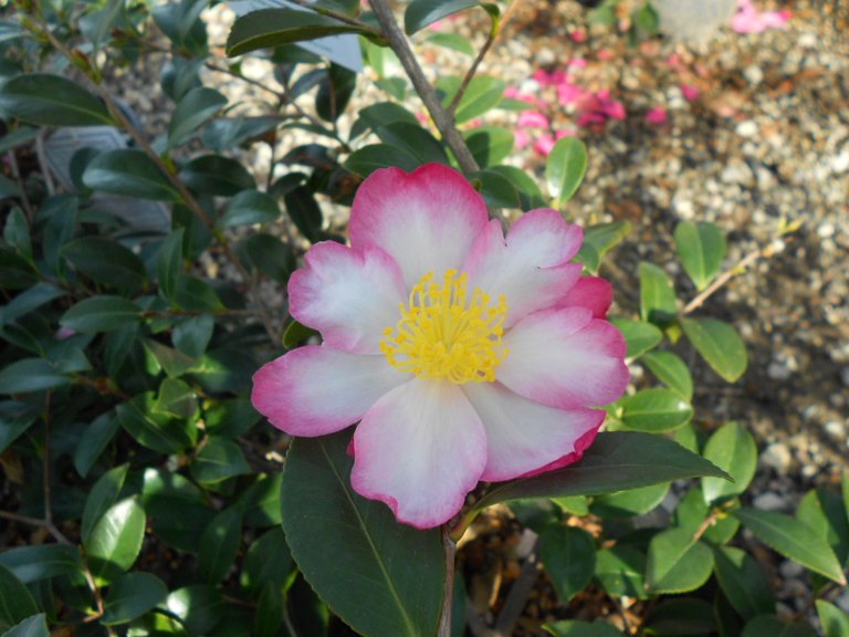 Rainbow Camellia sasanqua.JPG