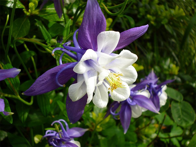 frilly-blue-aquilegia.jpg