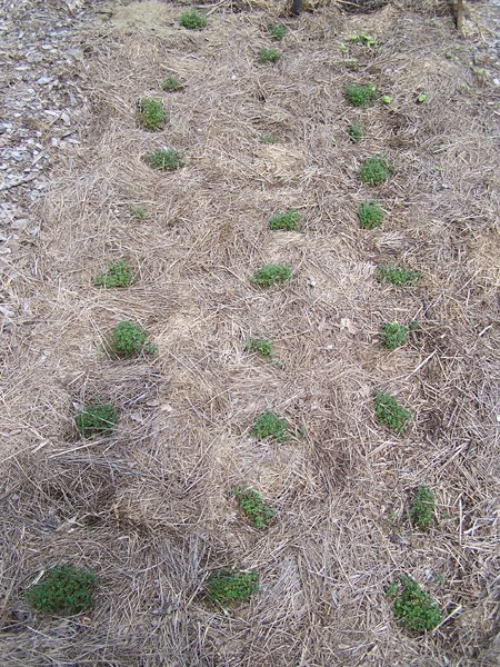 New Herb garden - Row 6 - thyme crop June 2018.jpg