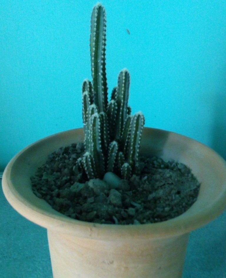 cereus tetragonus (castillo de hada).jpg