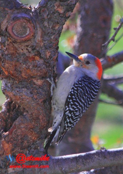 Red-Bellied Woodpecker PFW07.jpg