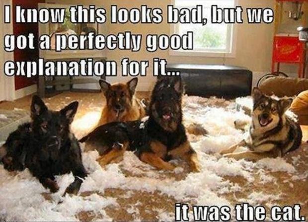 dogs-make-a-mess-funny-quotes.jpg