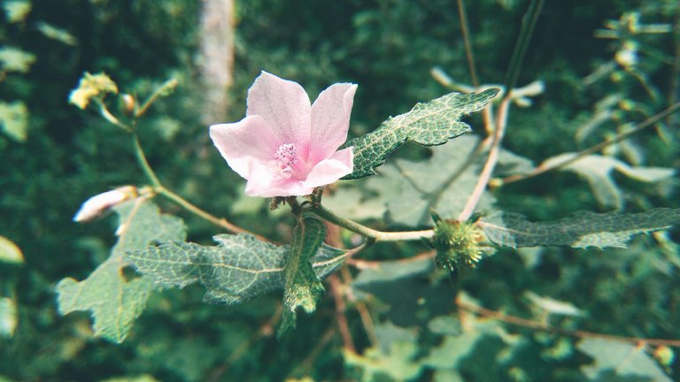 KUJICAM_2018-06-28-20-03-50_developed.jpg