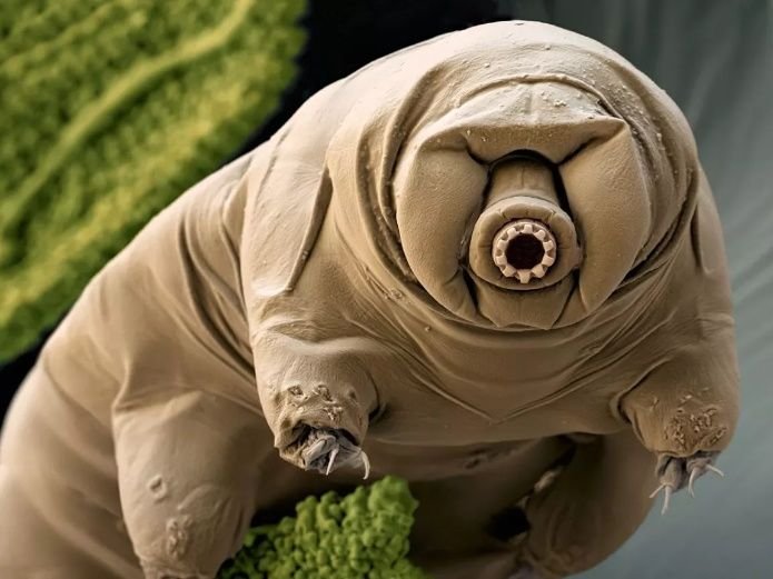 11b_-tardigrade_scisource_bs9660_final2.jpg_539665225.jpg