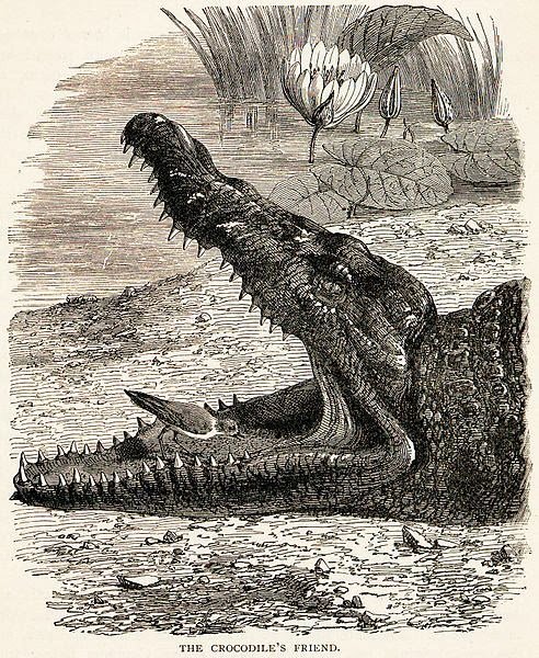 492px-PloverCrocodileSymbiosis.jpg