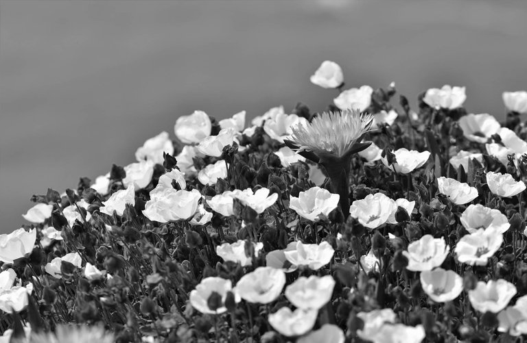 cabo da roca rockrose ice plant.jpg