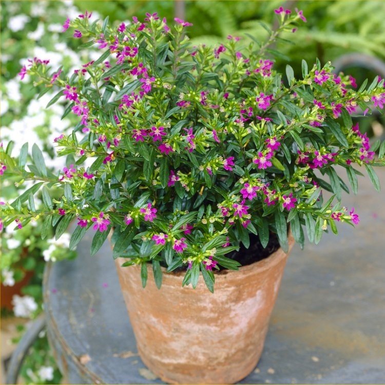 cuphea-plant-pink-750x750.jpg