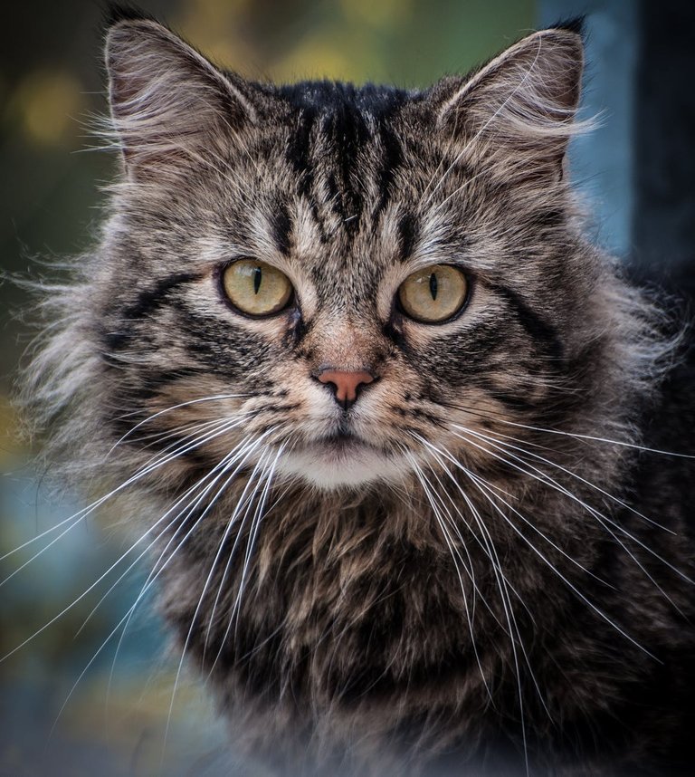 cat-portrait-eyes-animal-162216.jpeg