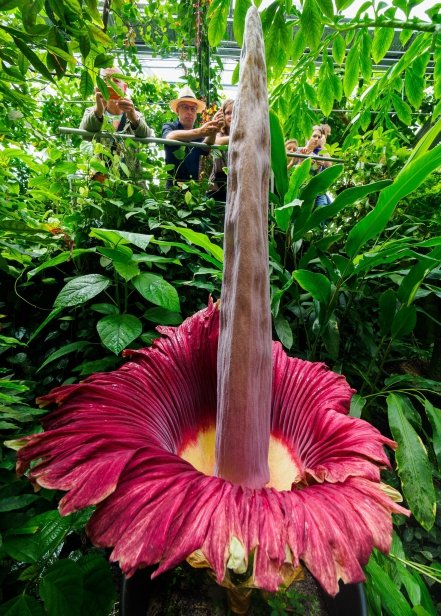 florcadaver_flor_apestosa_sumatra_indonesia_jardines_botanicos_0.jpg