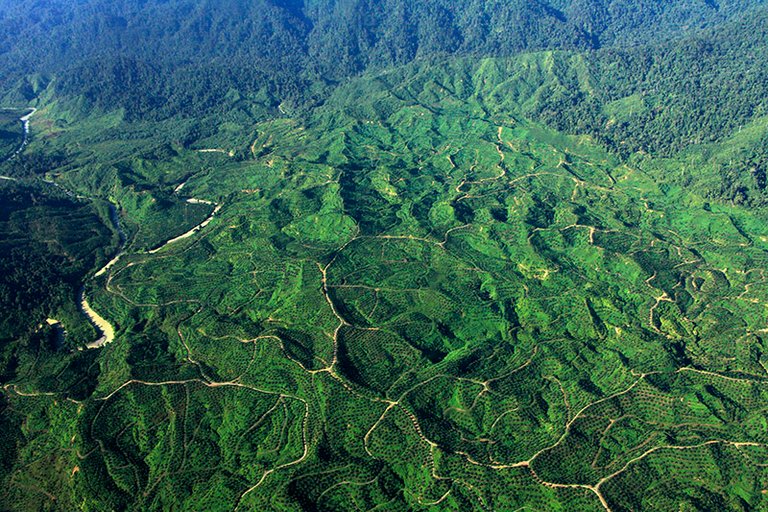 Perambahan-oleh-perusahaan-perkebunan-1.jpg