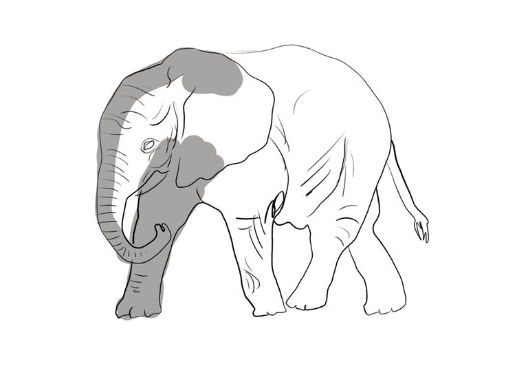 elephant (455).jpg
