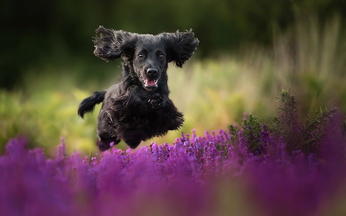 dog-photographer-of-the-year-2018-winners-the-kennel-club-31-5b5197b56395f__700.jpg