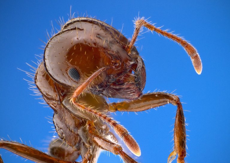 fire-ant-1091301_1920.jpg