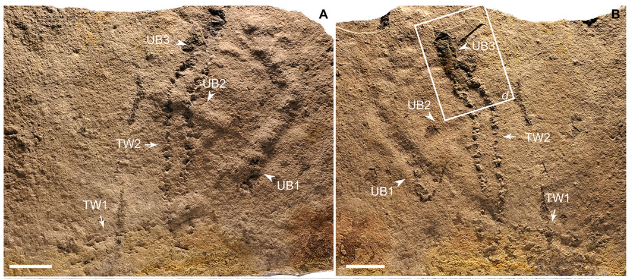 oldest_footprints.png