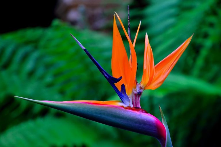 3989467-birds-of-paradise-flower-wallpapers.jpg