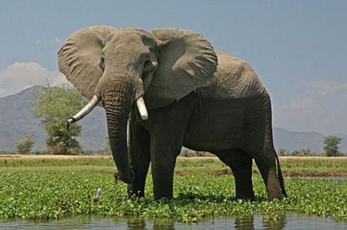 0007071Gajah-Afrika2780x390.jpg