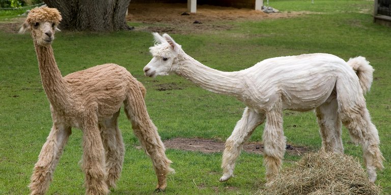 alpacas-sheered-01.jpg