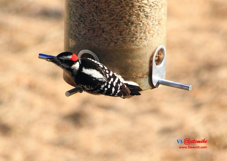 Downy Woodpecker IMG_0059.JPG