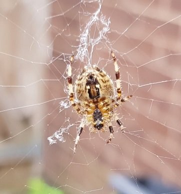 Garden Spider.jpg