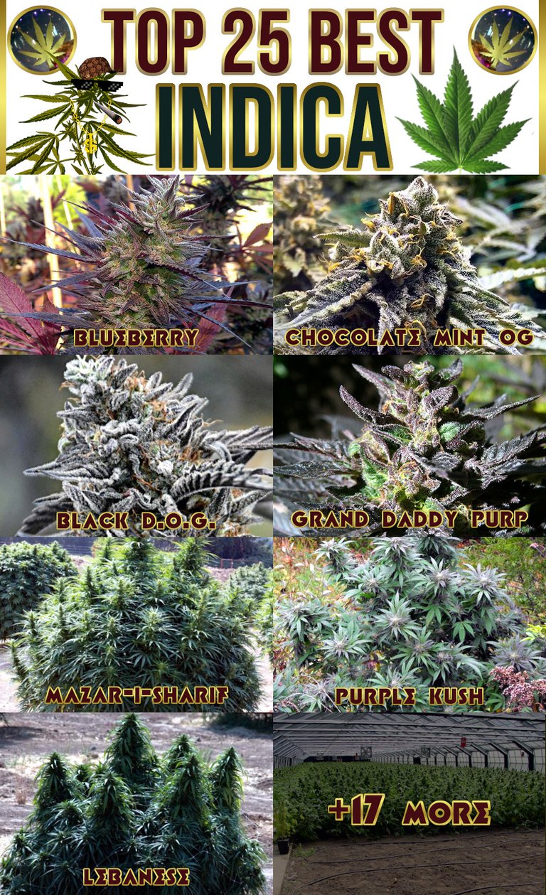 best-indica-strains-2020.jpg