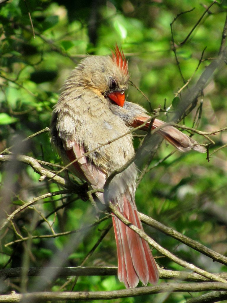 cardinal female drying after bath may 1 2018.jpg