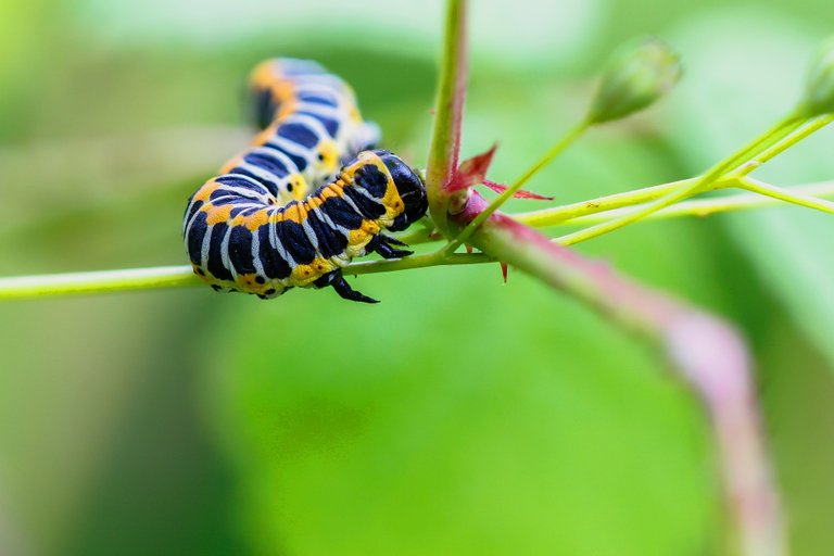 caterpillar-3529835_1920.jpg