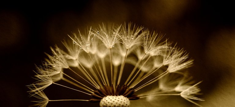 dandelion-2938939_1920.jpg