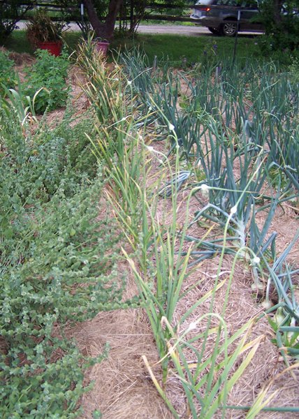 Digging garlic - Chesnok Red scapes crop July 2019.jpg