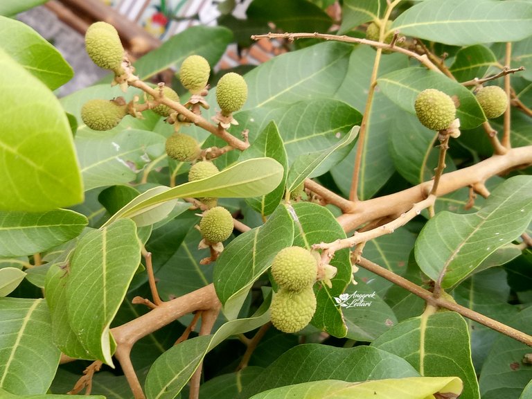 Dragon Eye Fruit Plant2.jpg