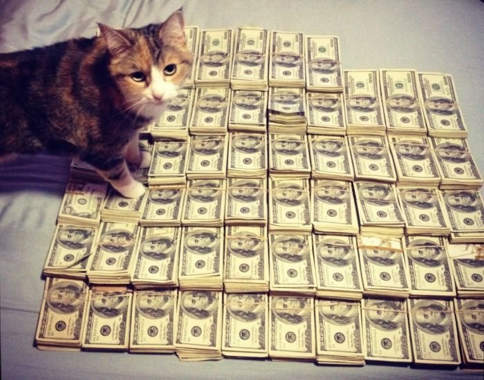 cats_money_01170_059.jpg