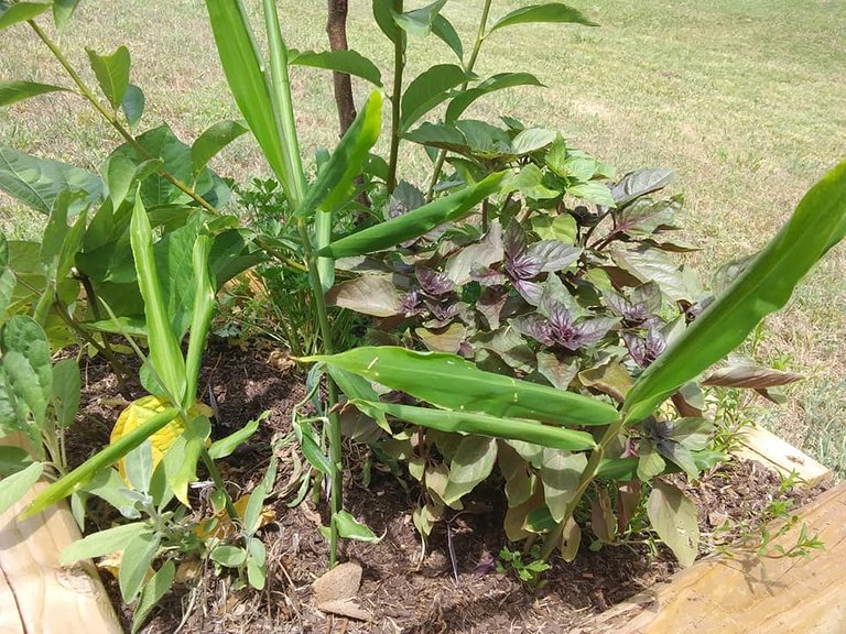 garden 6.12.18 ginger red basil etc.jpg