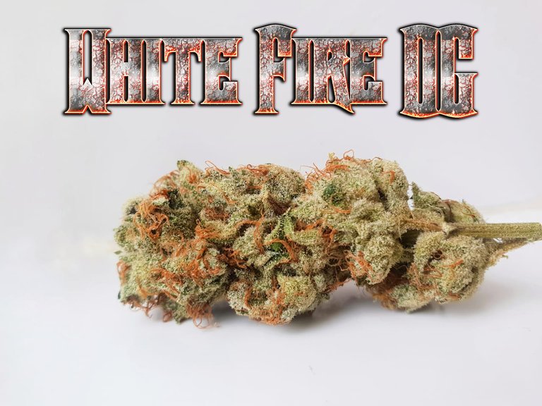 White Fire OG.jpg