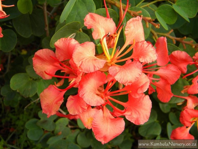 bauhinia_galpinii_fl_close.jpg